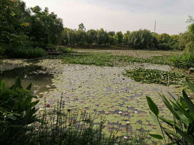 崑山溼地公園遊